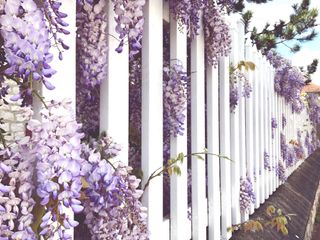 wisteria growing on white picket fence