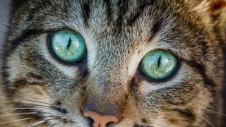 Savannah cat eyes close up