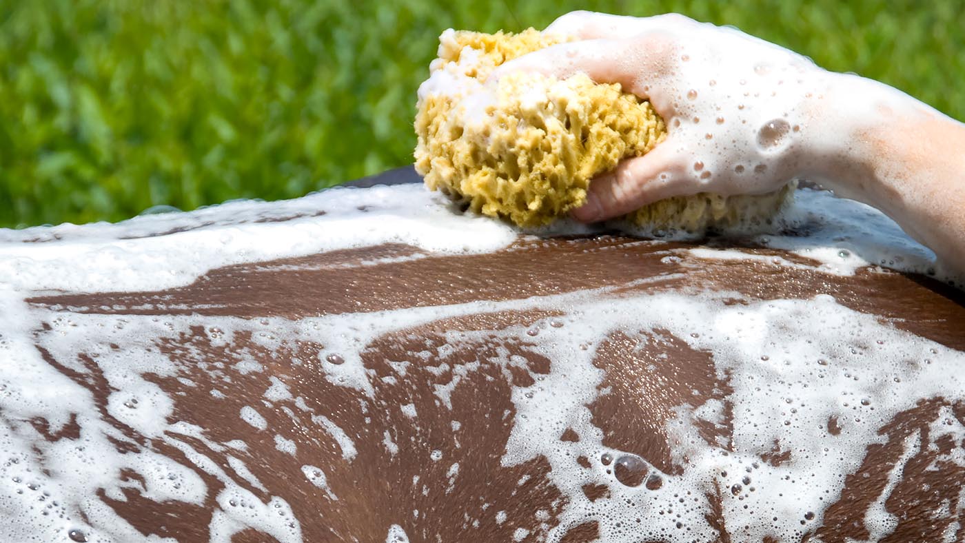 How to bath a horse