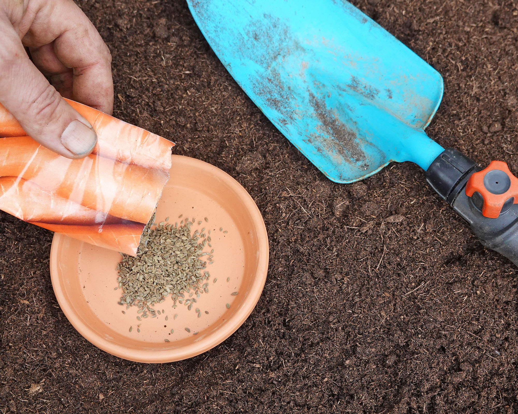 Carrot seeds being poured from a packet into a dish beside potting soil and a hand trowel