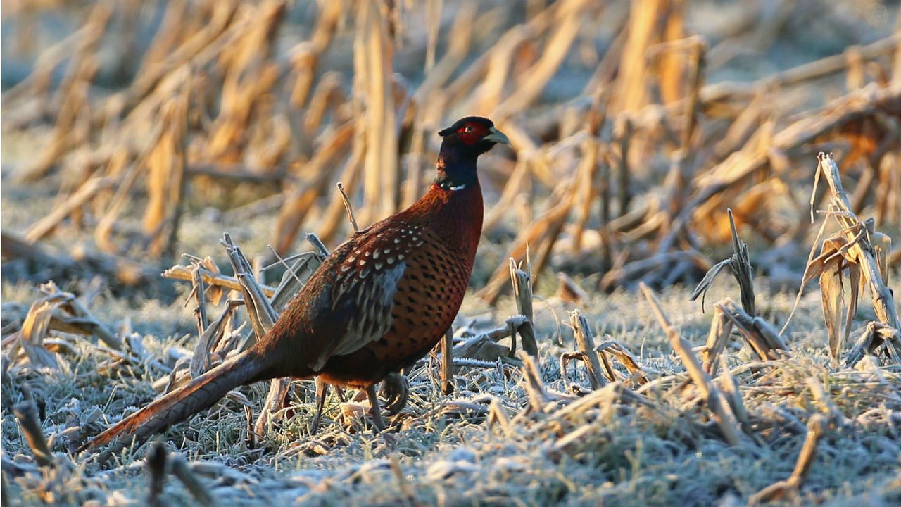 pheasant.jpg