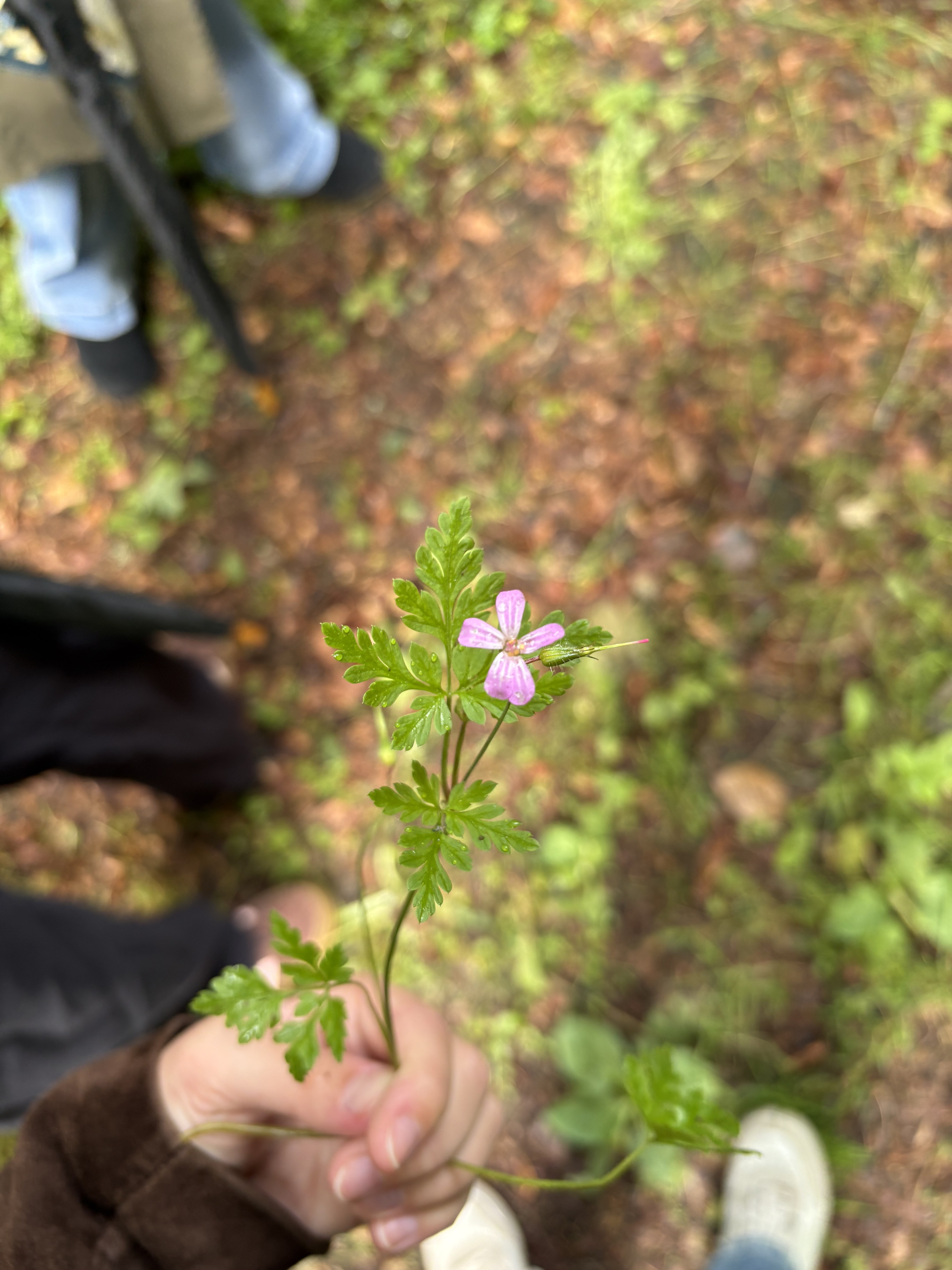 Foraging walk