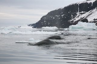 Two bowhead whales, bowhead whales mingle in the Northwest Passage when sea ice is low