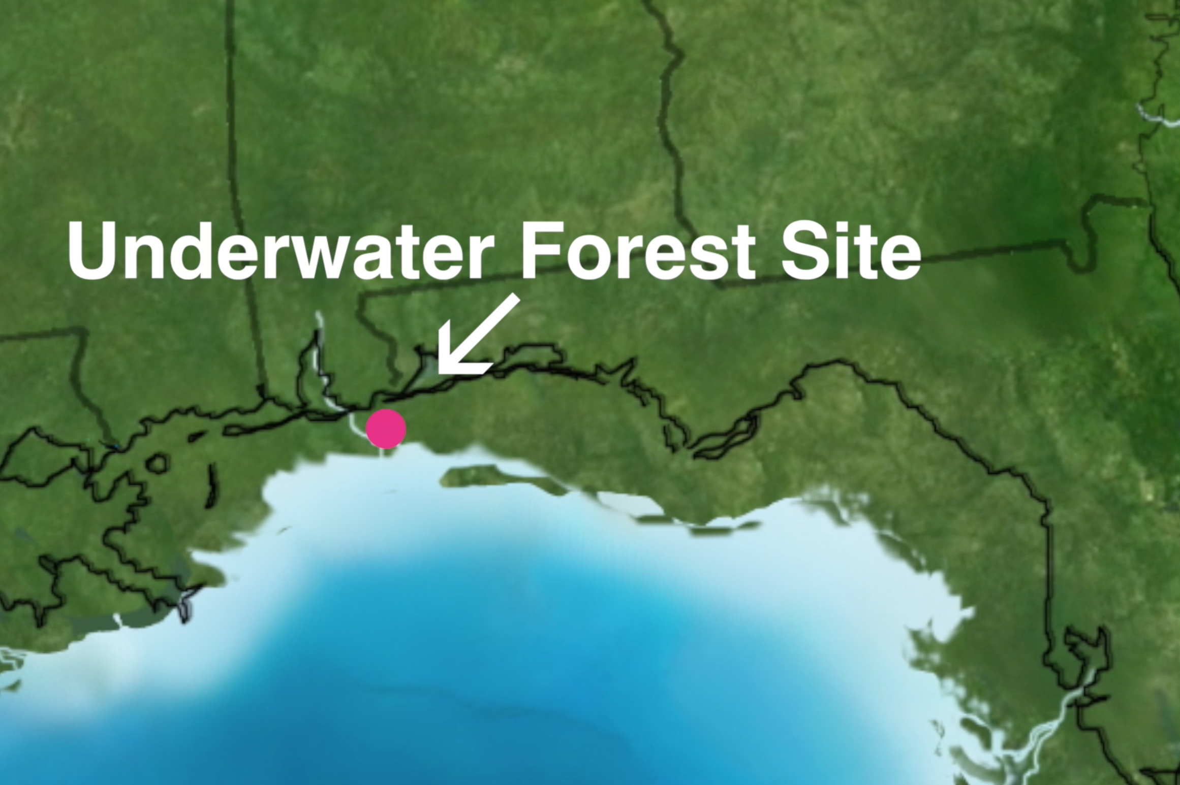 Primeval Underwater Forest