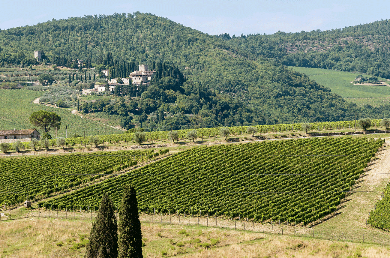 Chianti Classico vineyards