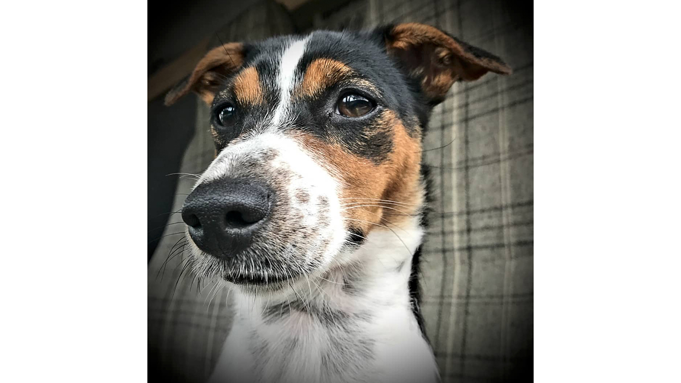 Clare Poole Pippa Lorry Dog