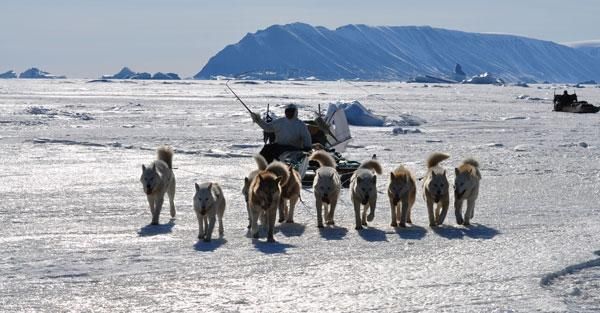 inuit-sled-successful-hunt-110107-02