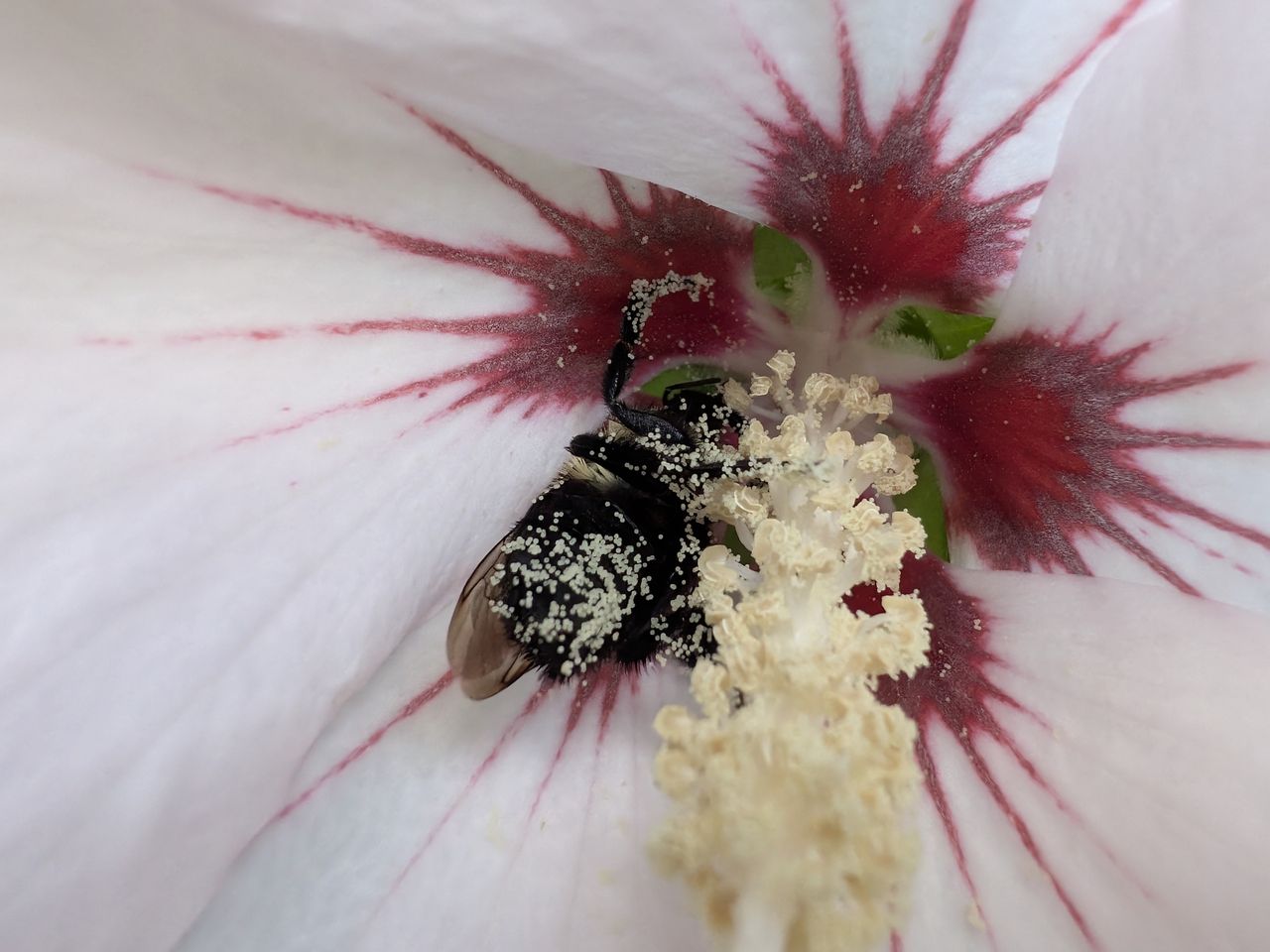 Google Pixel 9 Pro Fold camera image samples