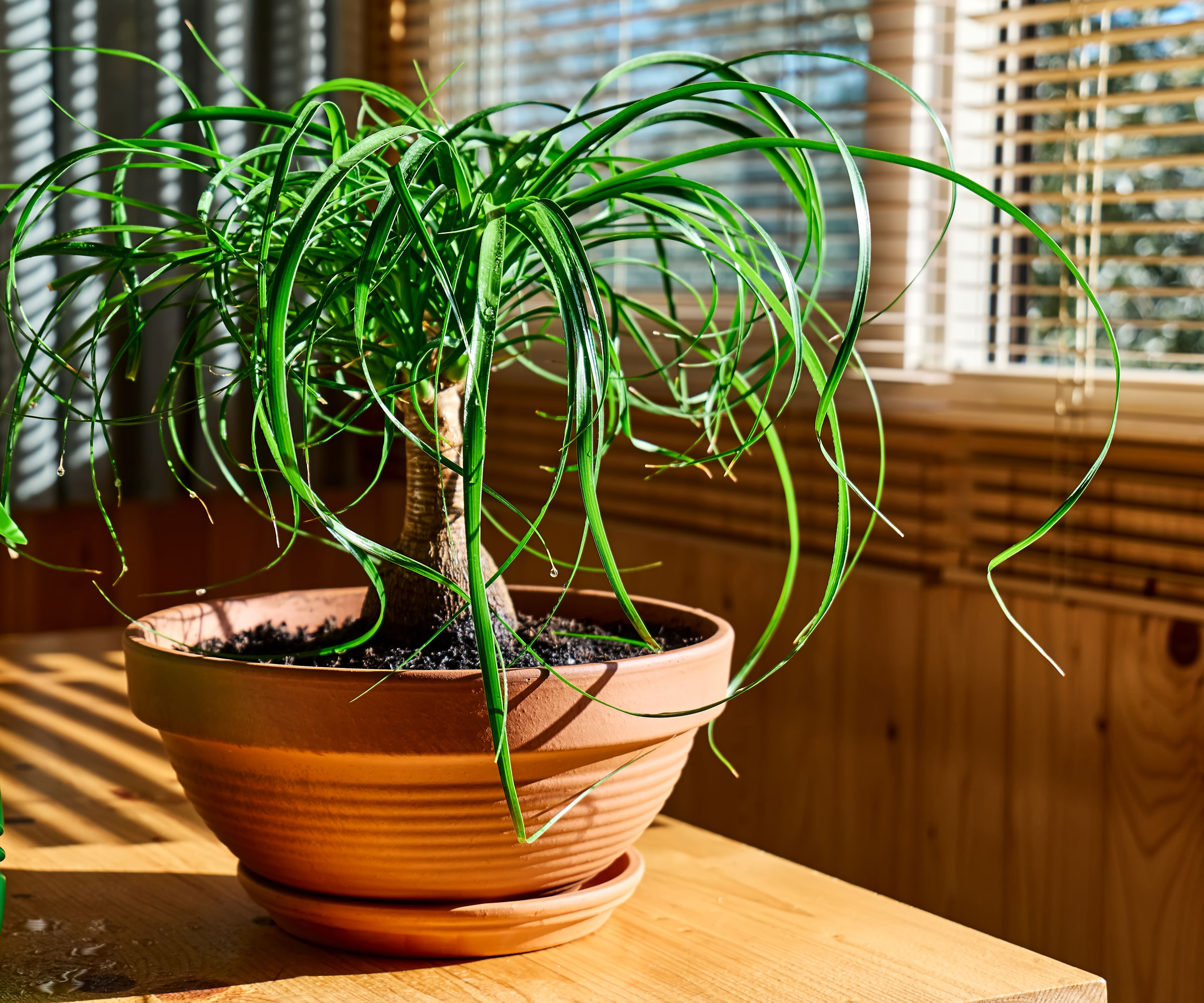 ponytail palm plant in terracotta pot on kitchen table with sun streaming through blinds