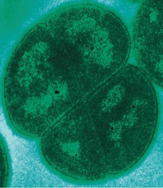 radiation-proof microbe