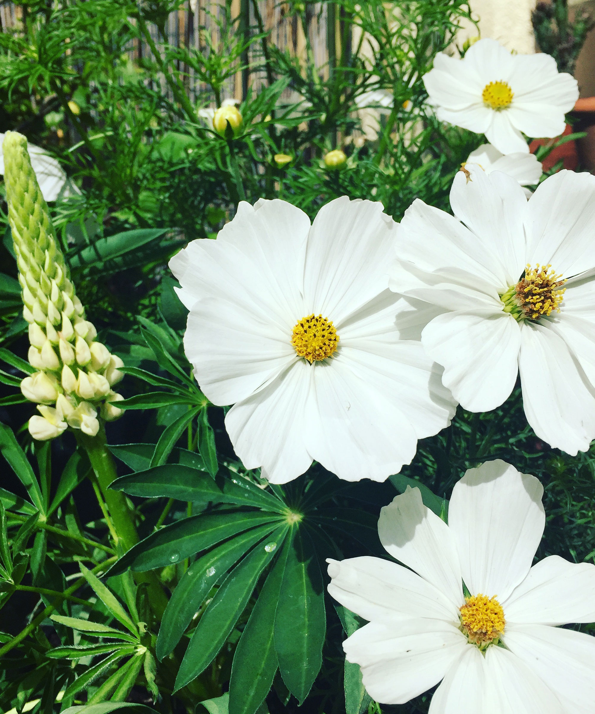 white Cosmos Purity and dwarf lupins in summer flower pot