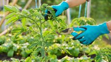 how to prune tomato plants – cutting tomato plant with secateurs