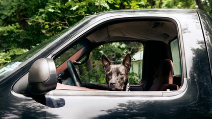 A dog looks out the side of a pick-up truck.
