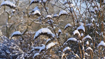 butterfly bush in the snow