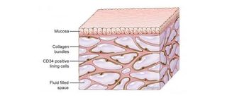 An image of the interstitium beneath the top layer of skin. Researchers say the organ is a body-wide network of interconnected, fluid-filled spaces supported by a lattice of strong, flexible proteins.
