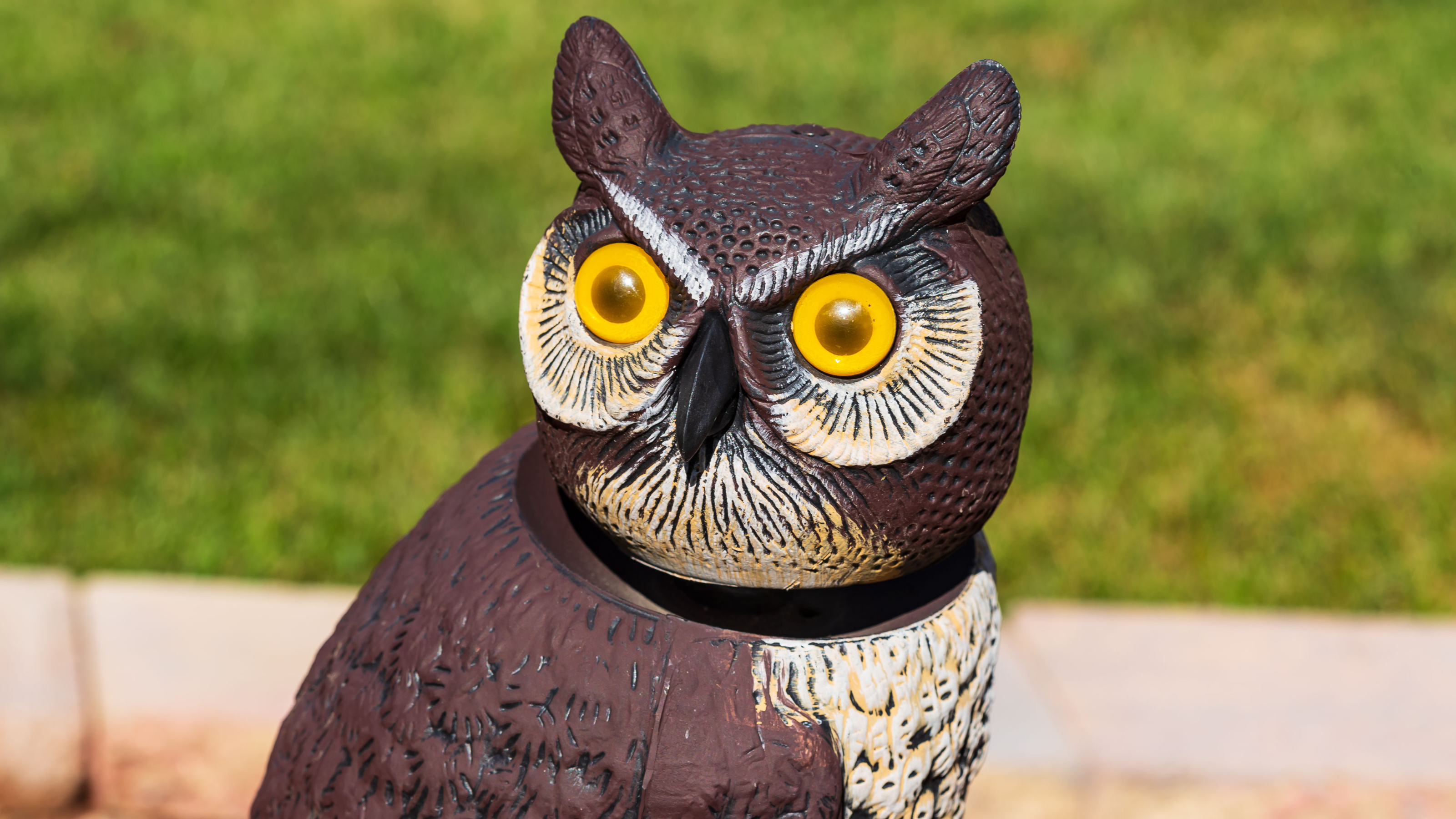 Predator decoy; this owl has kept a close eye on the garden all summer for the most part
