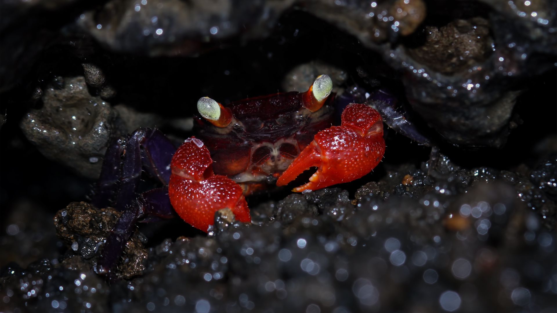 Vampire Crabs