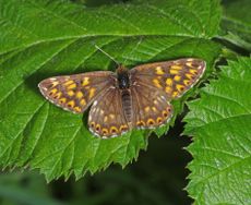 A Duke of Burgundy [Hamearis lucina] butterfly resting on a leaf with its wings open. Credit: Getty