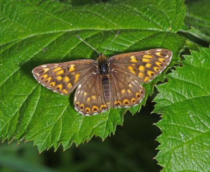 A Duke of Burgundy [Hamearis lucina] butterfly resting on a leaf with its wings open. Credit: Getty