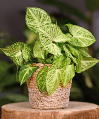 Exotic 'Syngonium Podophyllum Arrow' houseplant in basket pot indoors on wooden coffee table