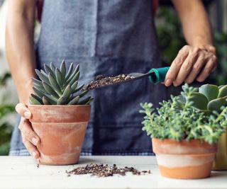 person repotting a succulent with a trowel