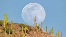 The full moon rises over the top of a sky-island mountain with saguaro cactus in front.
