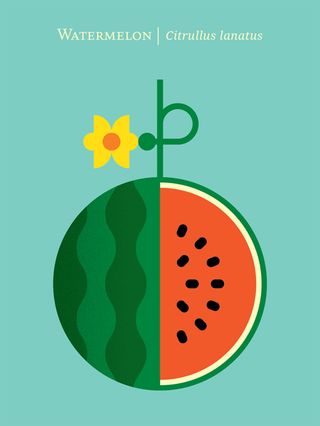 fruit illustration