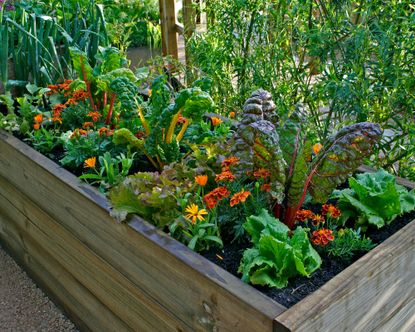 Raised garden bed filled with leafy greens