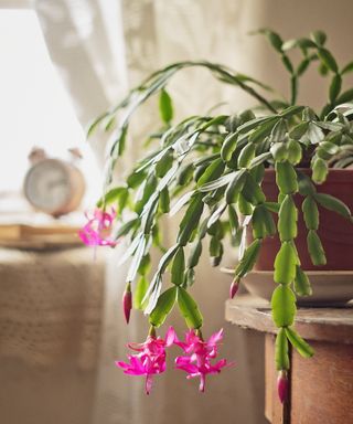 Christmas cactus positioned to receive bright but indirect light