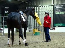 Jason Web working with Podge at Your Horse Live