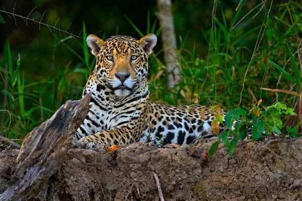 jaguar-threatened-pantanal-100810-02