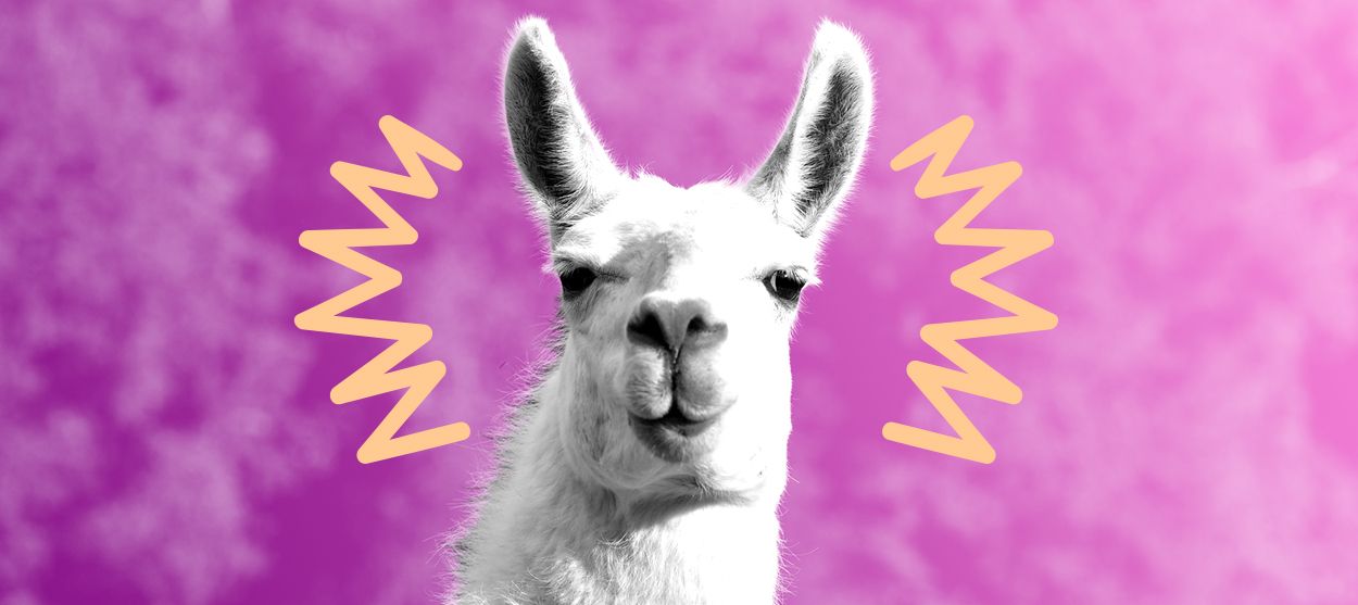 A llama.