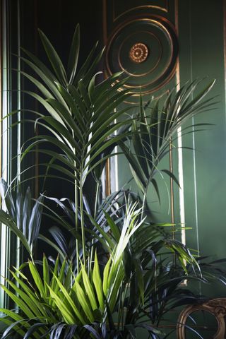 A close-up of the leaves of a parlor palm plant