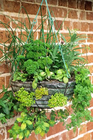 Hanging basket filled with herbs – mint, chives, parsley and thyme