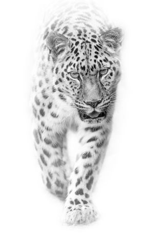 High key shot of leopard