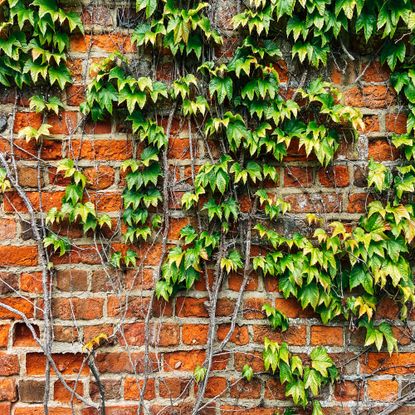 Green ivy growing on a wall with stems