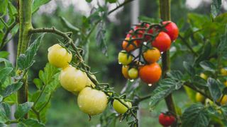 Tomatoes on vine in wet weather