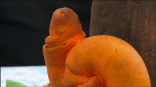 An orange loaf of bread is meant to look like a snail but is far more phallic