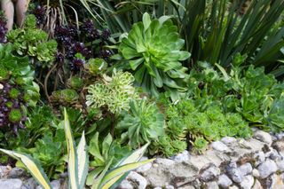 Collection of Aeonium arboreum varieties in a border in an exotic garden