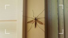 Daddy long legs on a white clapboard house exterior to support a guide for how to stop daddy long legs coming in your house