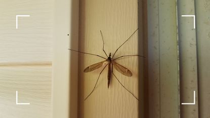 Daddy long legs on a white clapboard house exterior to support a guide for how to stop daddy long legs coming in your house