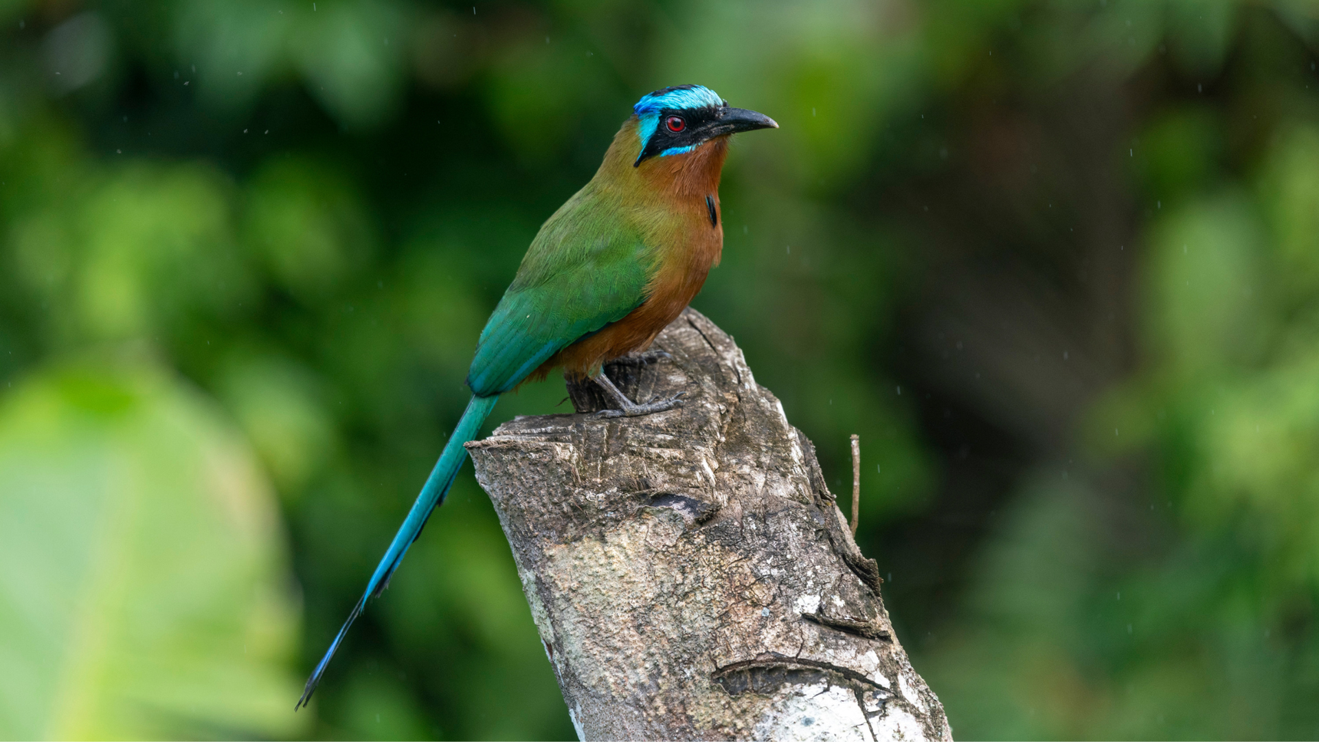 A tropical bird