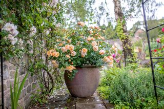 Roald Dahl Roses Pot from David Austin Roses