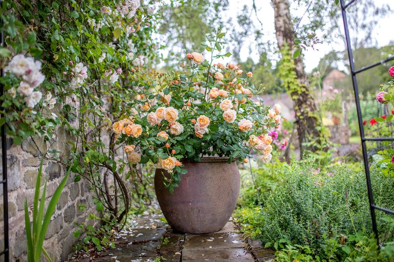 How to plant bare root roses follow our expert tips Gardeningetc