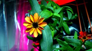 This blooming Zinnia is the first flower grown in space