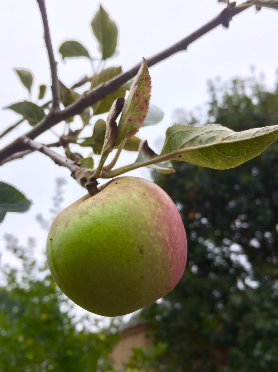 Gravenstein Apple