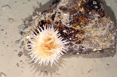 Sea anemones and filter feeders cling to the rocks hundreds of feet below the Brunt Ice Shelf in Antarctica, where a gargantuan iceberg just broke free.