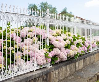 Hydrangeas behind fence