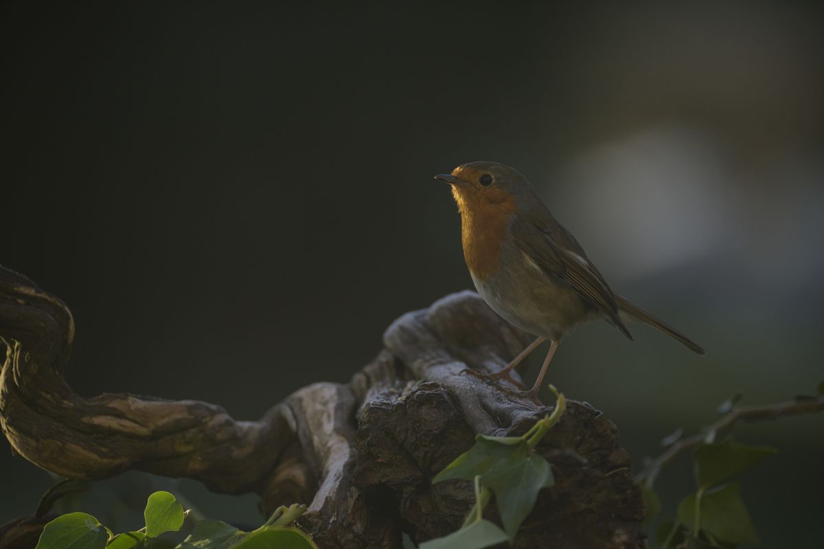 A bird perched on a ledge