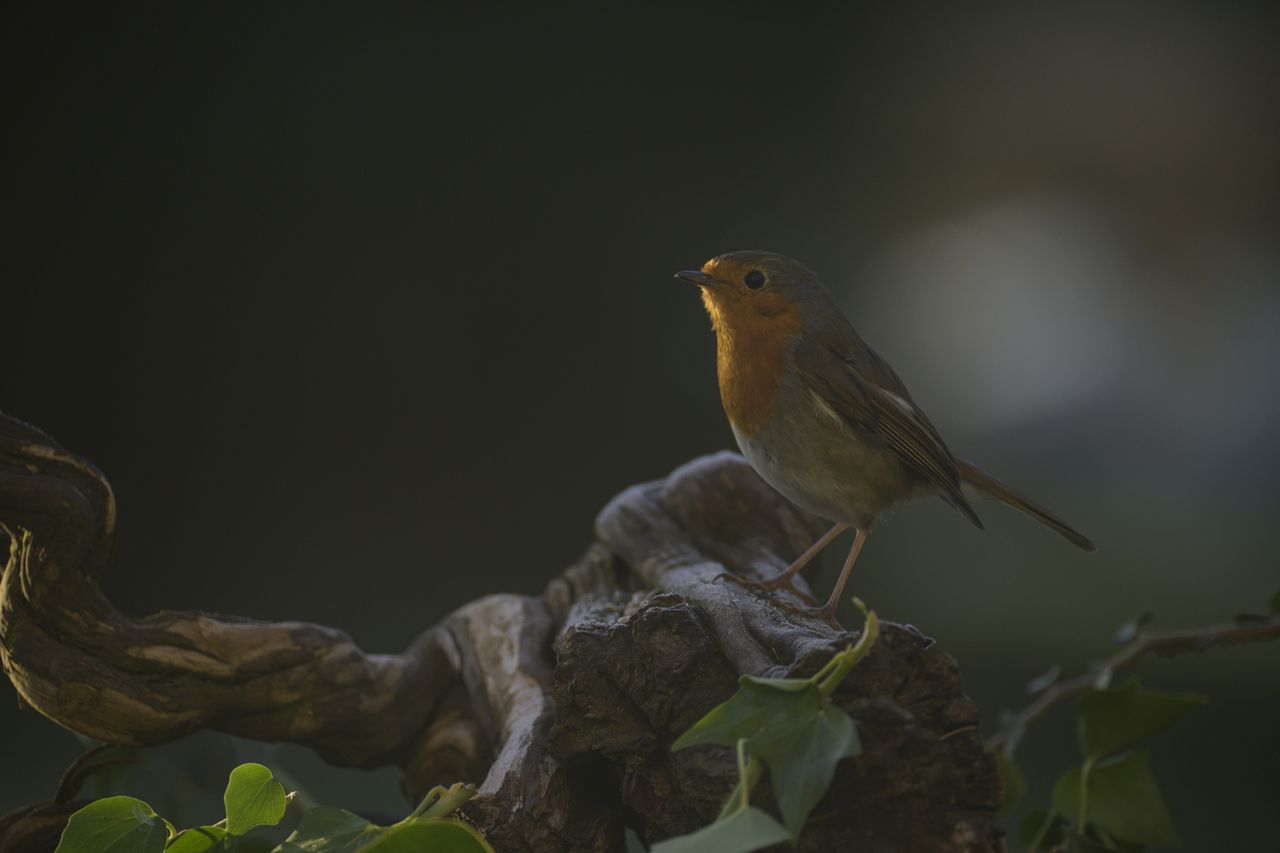 A bird perched on a ledge